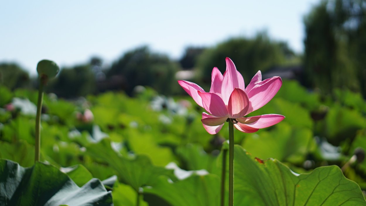 Лотос орехоносный фиолетовый