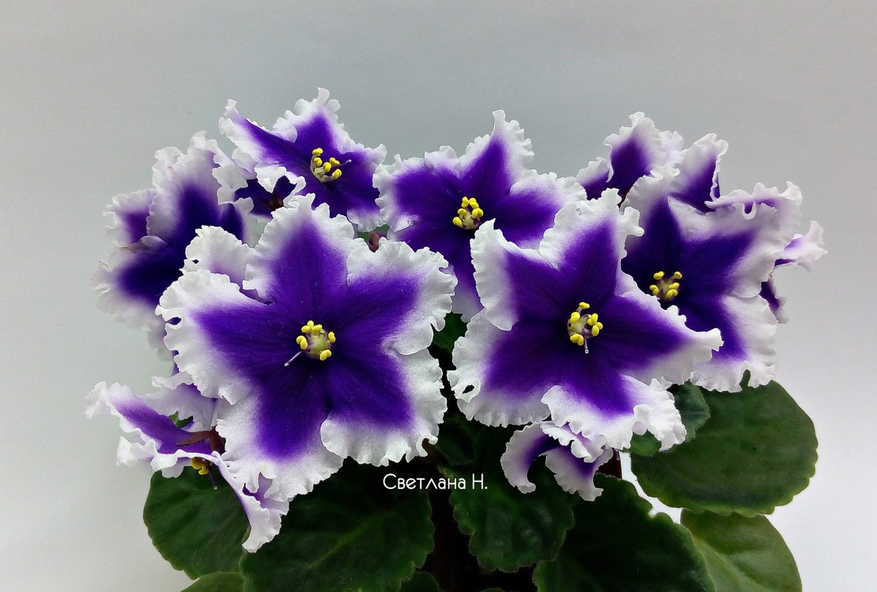 Цветение лотоса