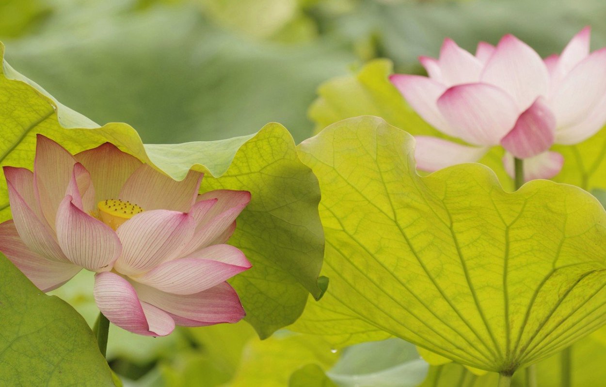 Фиалка Росина