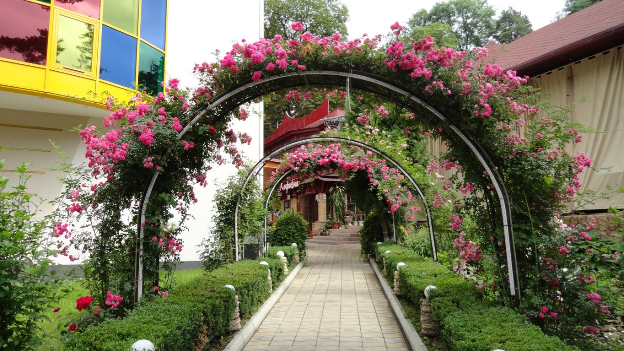 Арка увитая вьющимися растениями