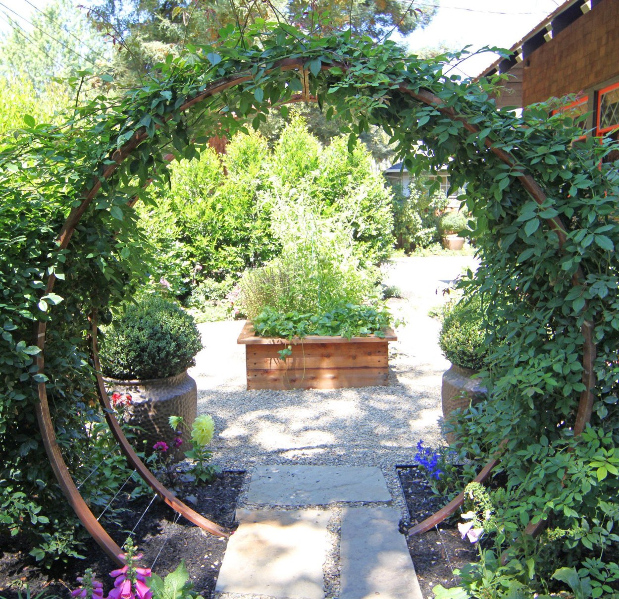 Клематис на арке