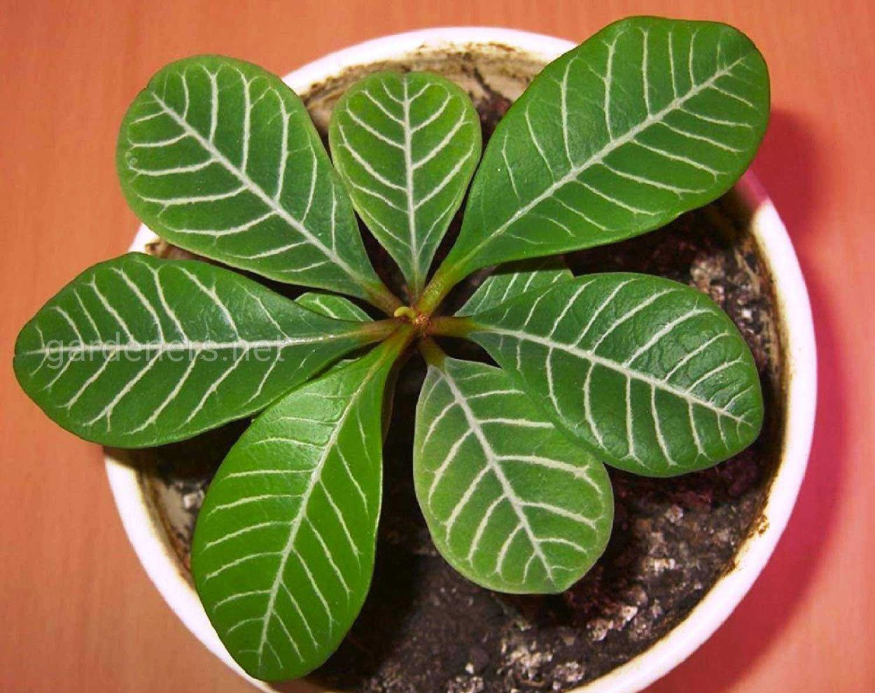 Молочай гребенчатый беложильчатый