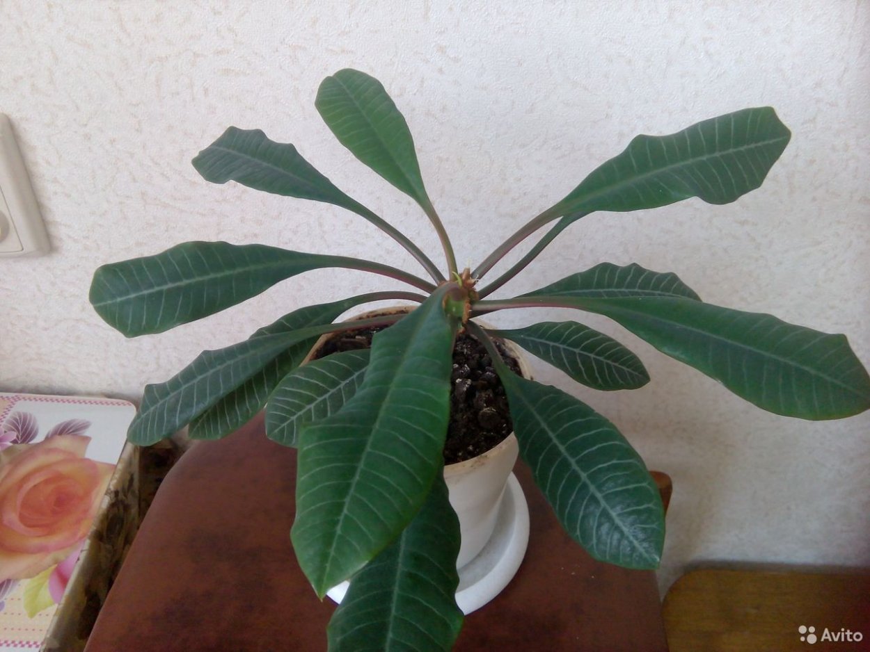 Молочай беложилковый