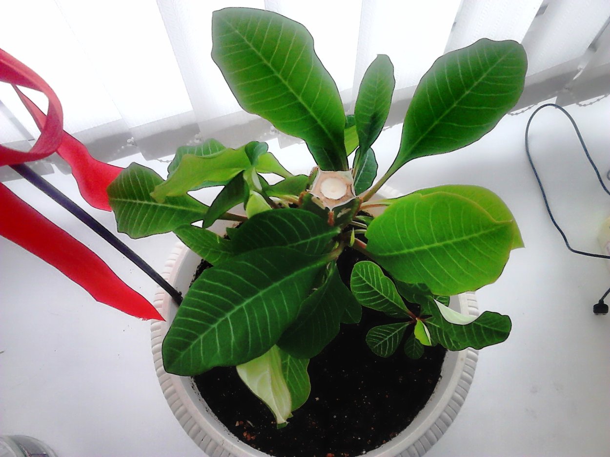 Молочная беложильчатый