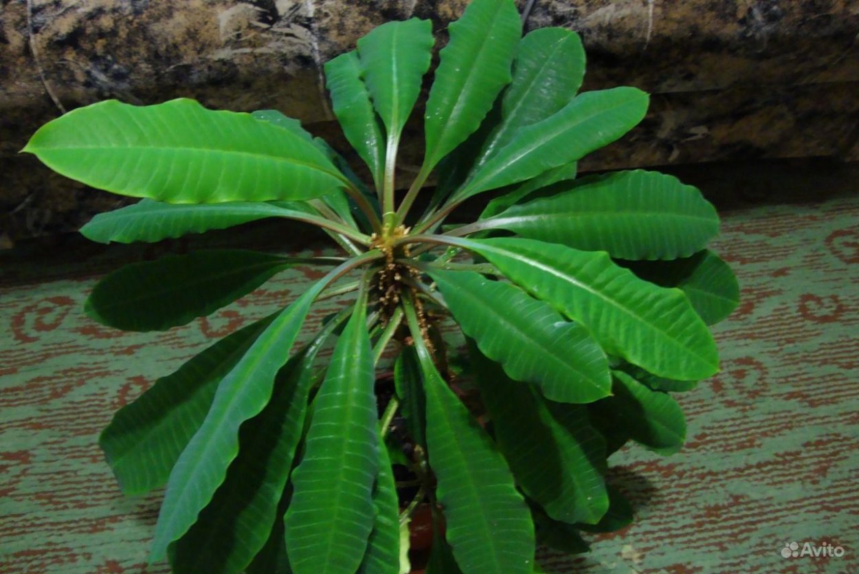 Молочай беложильчатый цветение