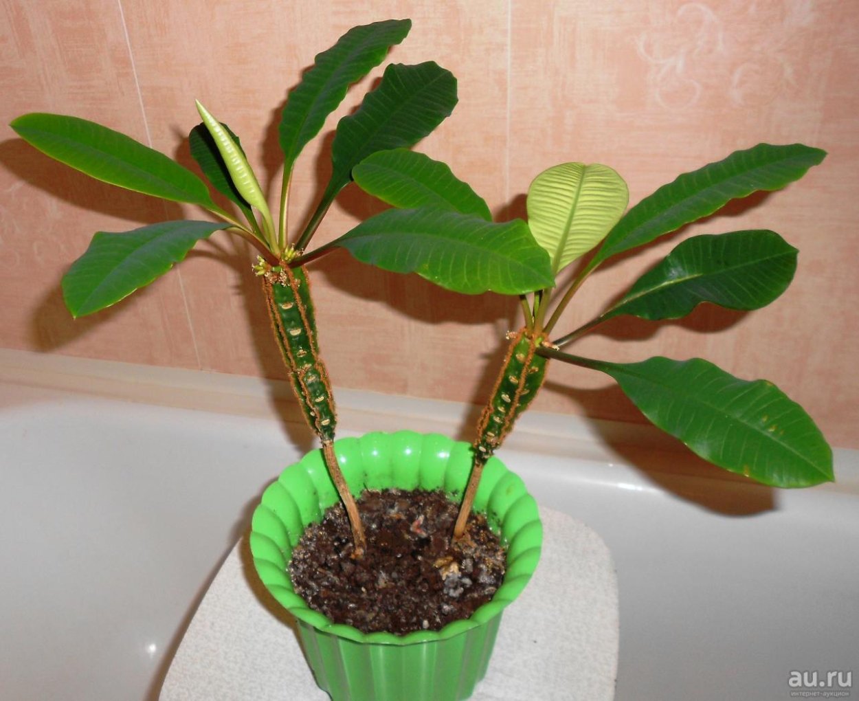 Цветок молочай комнатный ядовитый