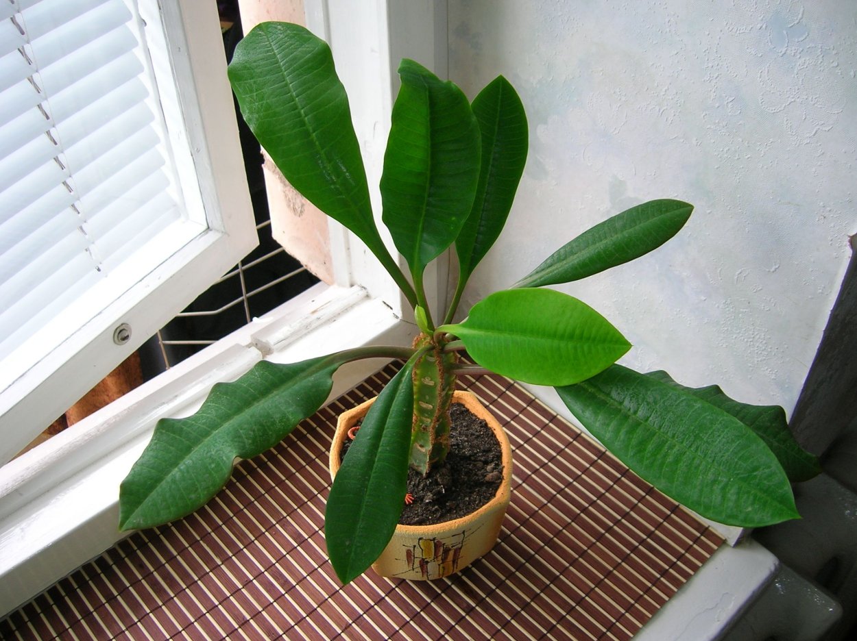 Молоча̀й беложильчатый – Euphorbia leuconeura