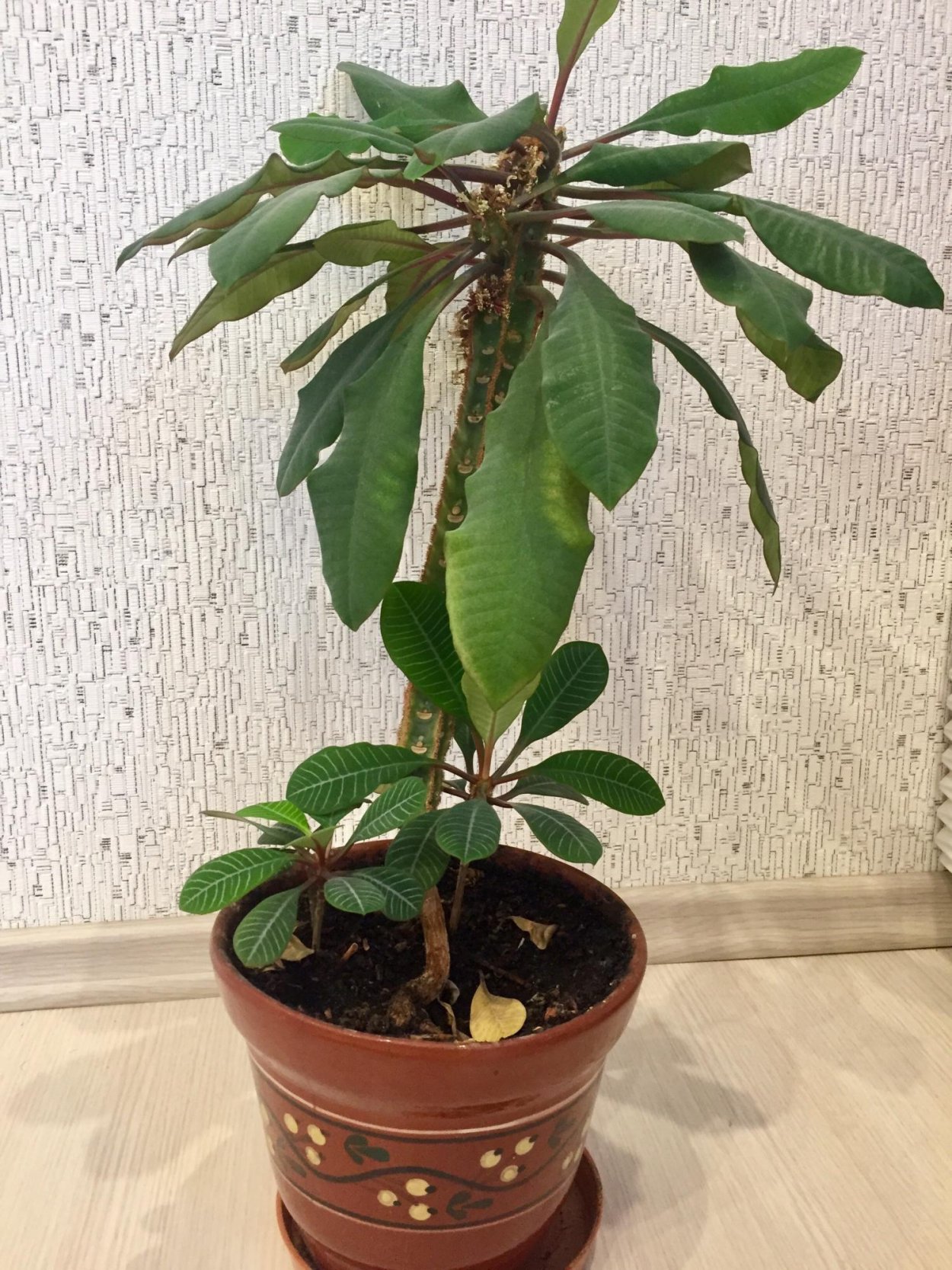 Молочай зеленый