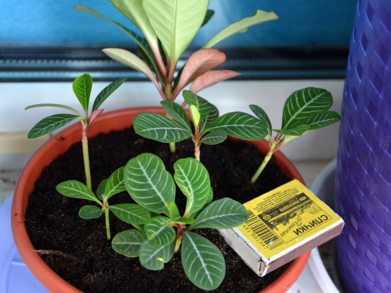 Пальма молочай беложильчатый