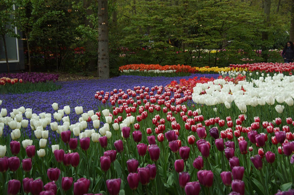 Королевский парк тюльпанов Кейкенхоф