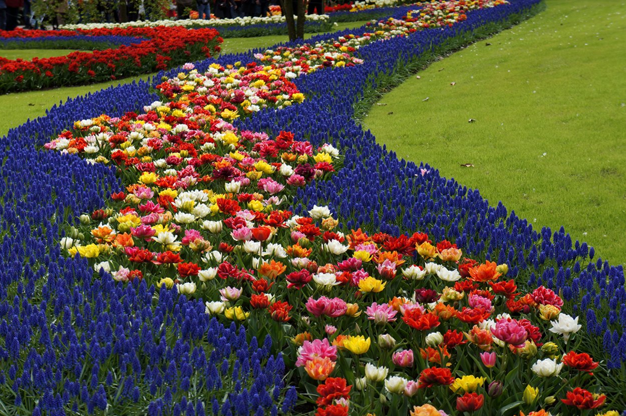 Парк Койкенхоф Голландия