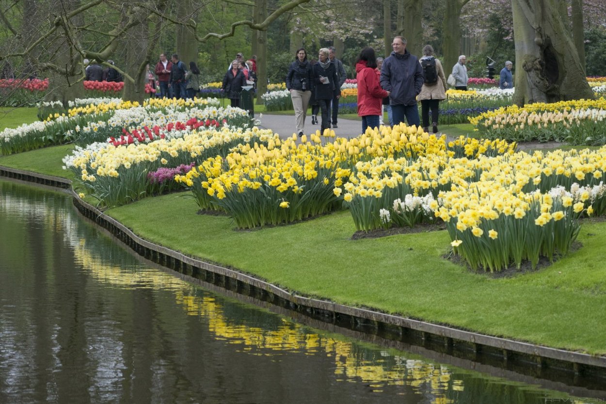 Кекенхоф национальный цветочный парк