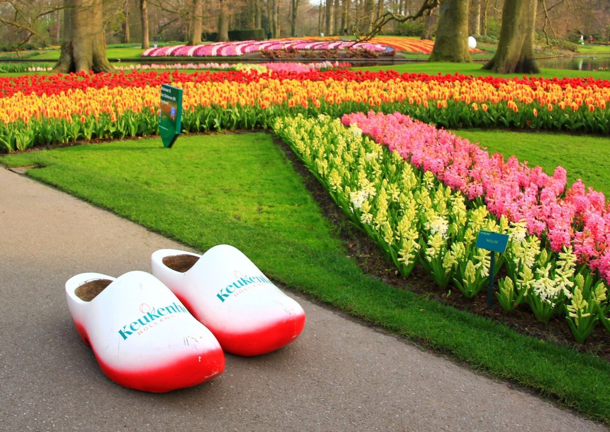 Парк Кекенхоф и парад цветов в Голландии