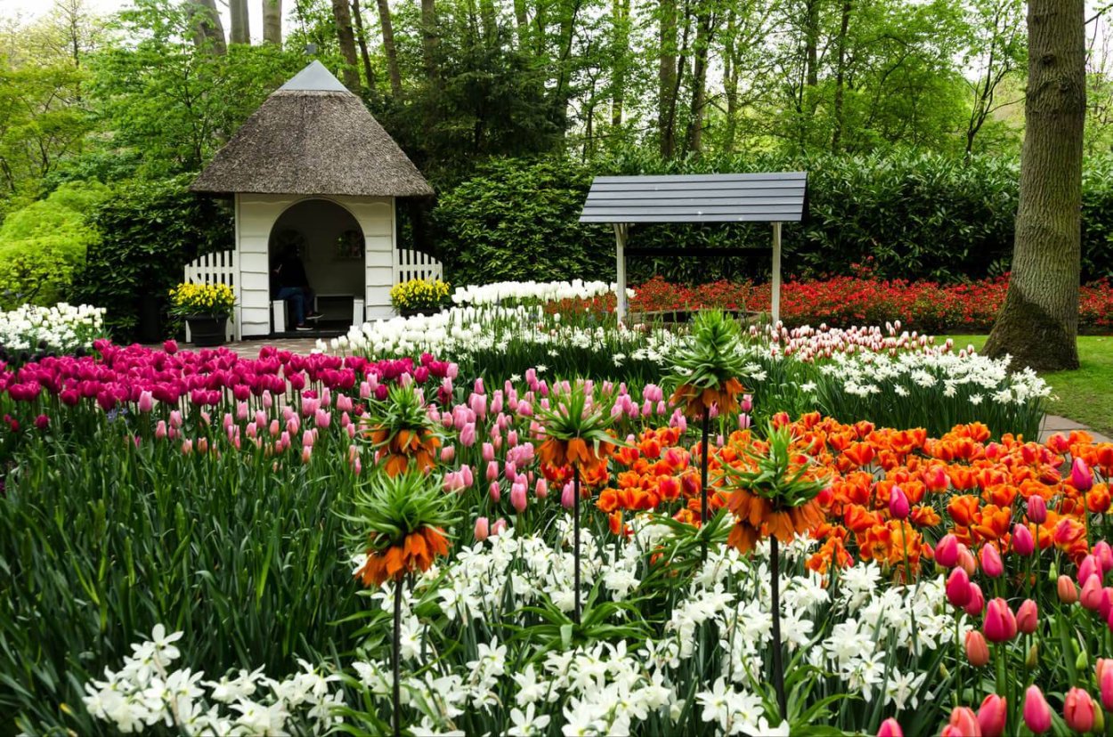 Парк Койкенхоф Голландия