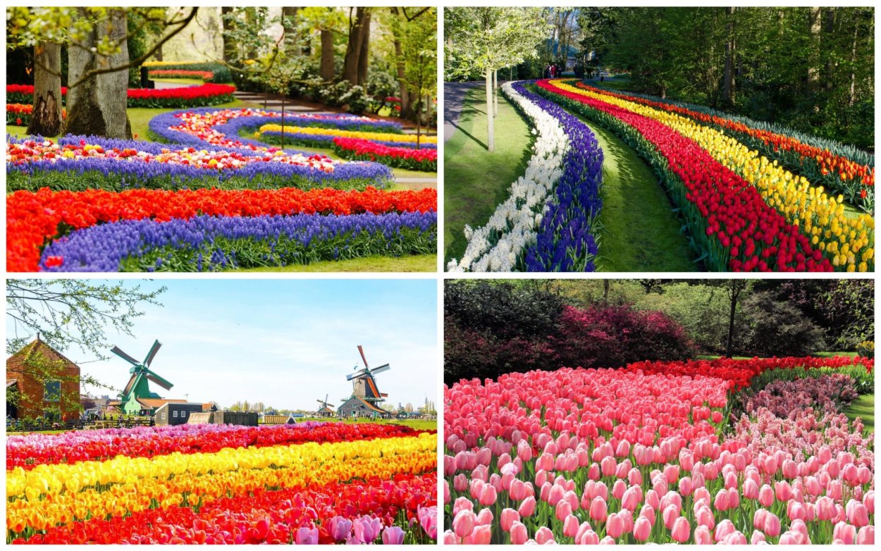 Нидерланды Кекенхоф презентация