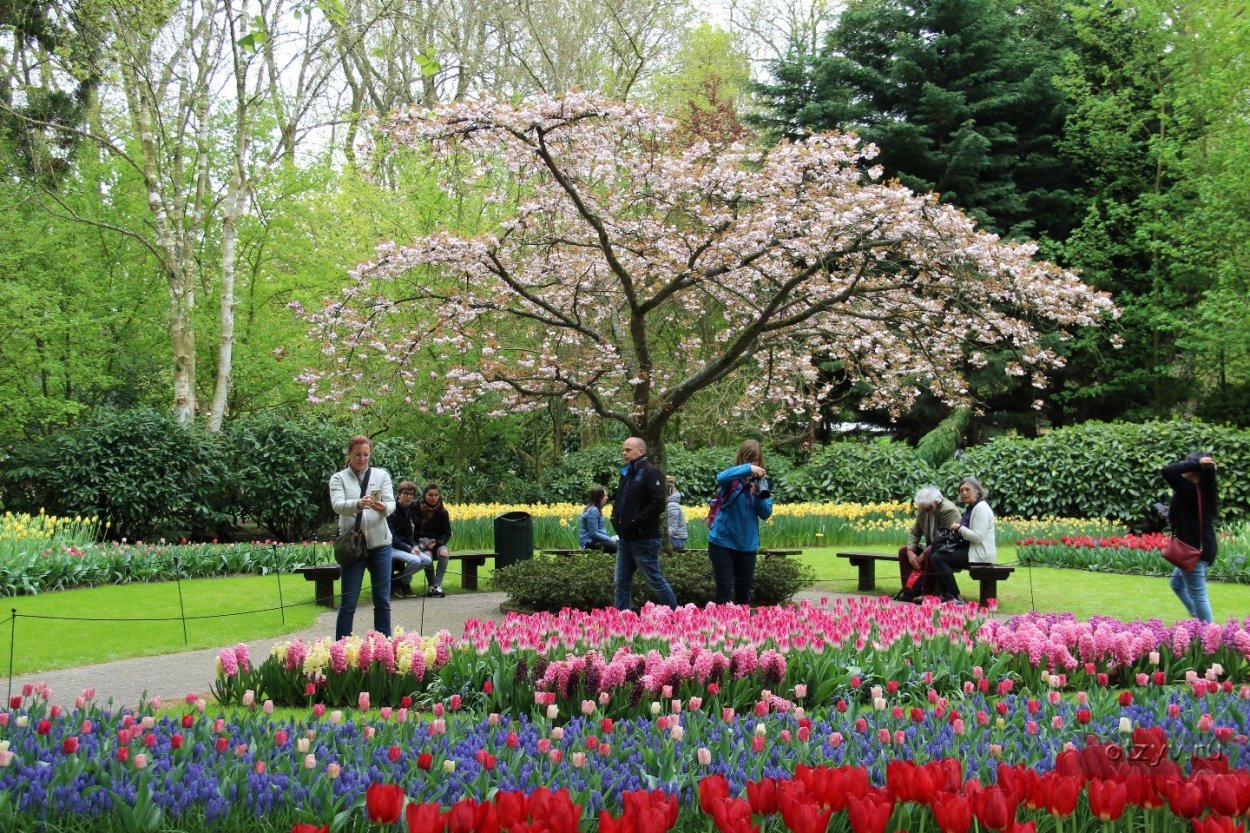 Голландия Кекенхоф берегоукрепление