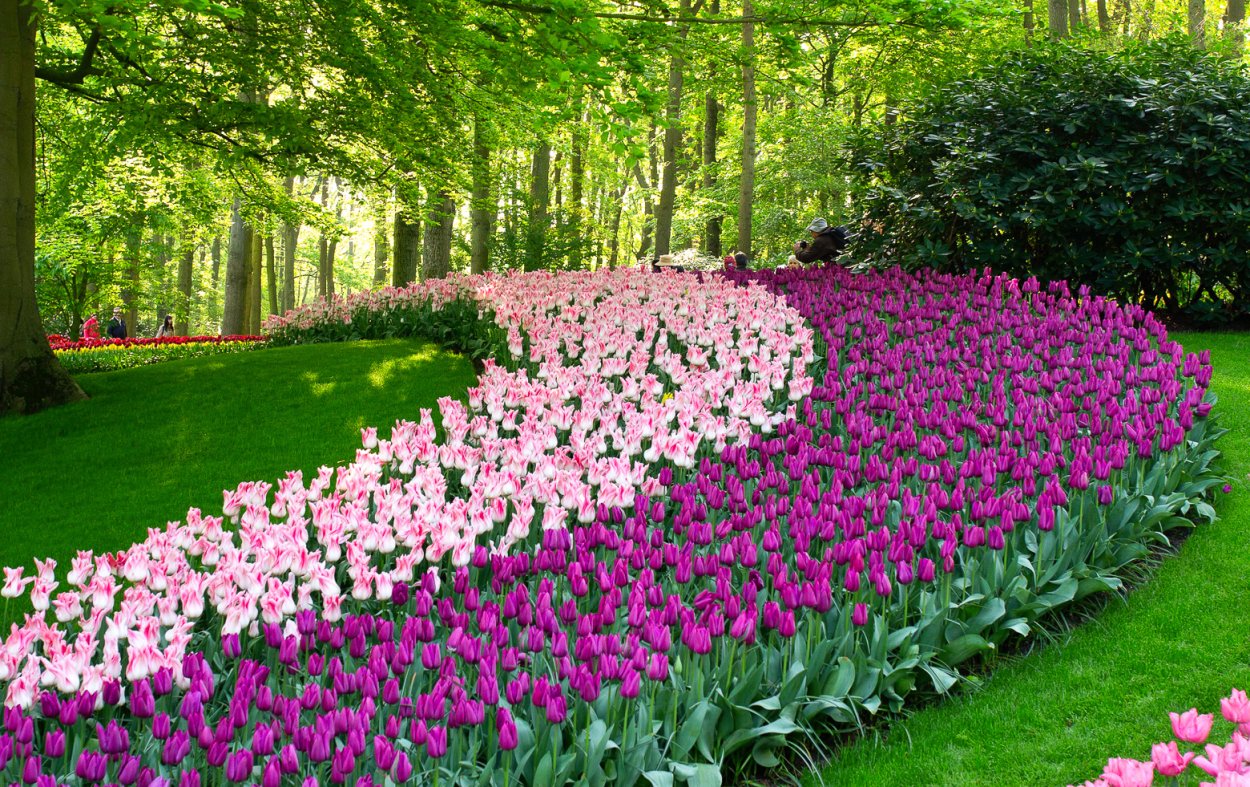 Королевский парк цветов кёкенхоф (Нидерланды)