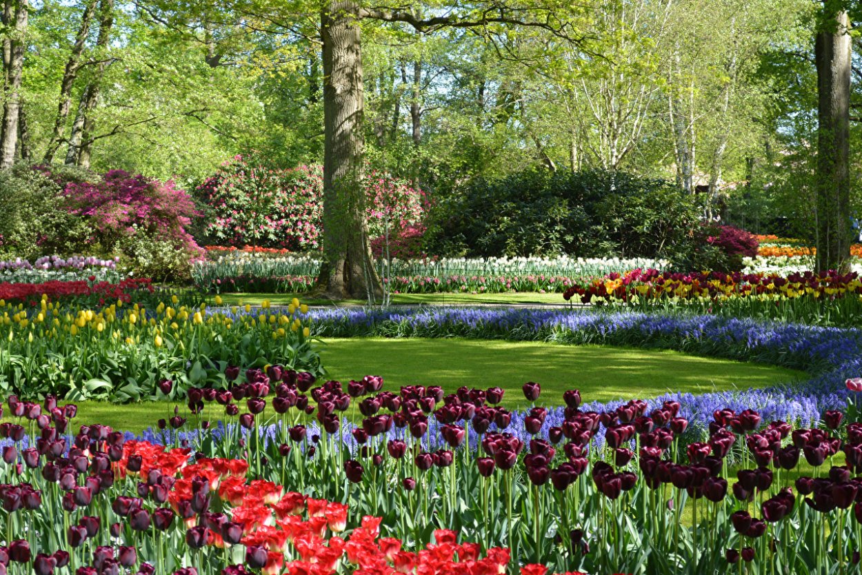 Королевский парк тюльпанов Кейкенхоф