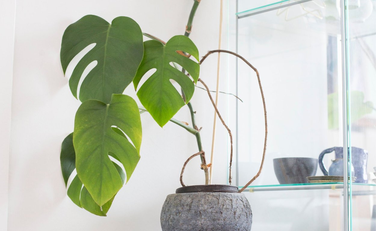 Монстера Карвинского