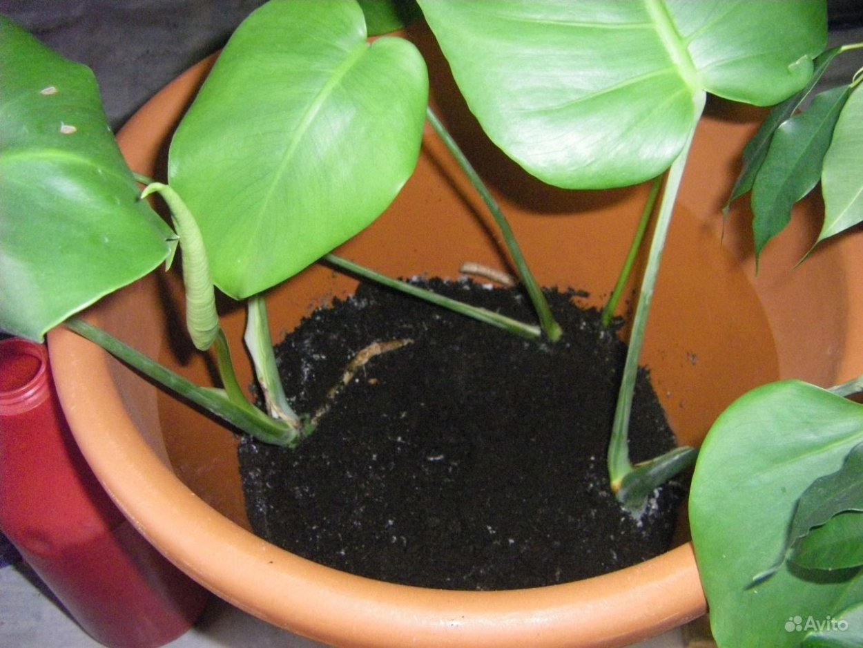 Сциндапсус корни