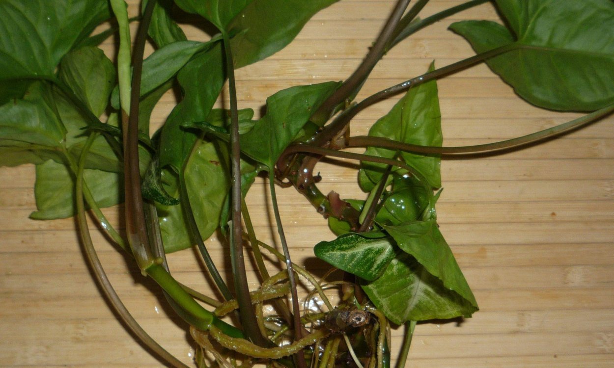 Монстера houseplants