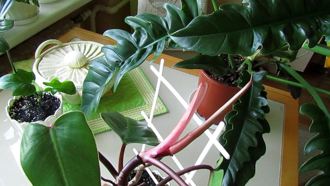 Монстера растение