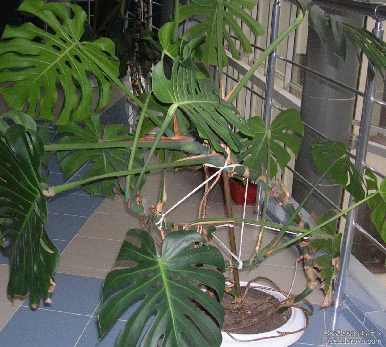 Фаленопсис корни