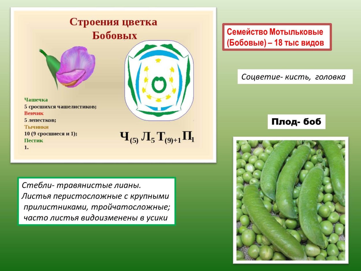 Семейство Мотыльковые бобовые соцветие