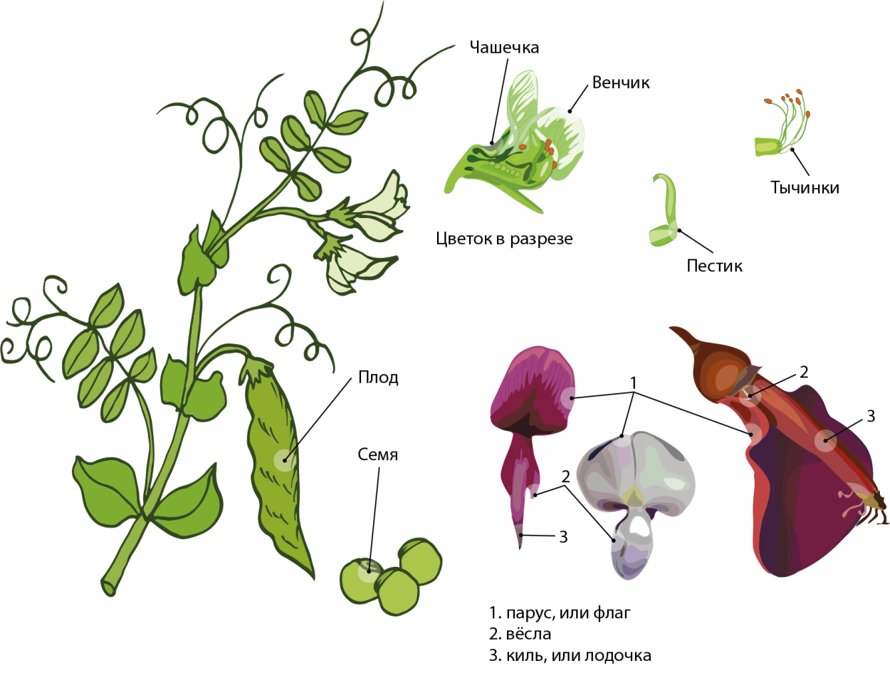 Семейство Мотыльковые бобовые