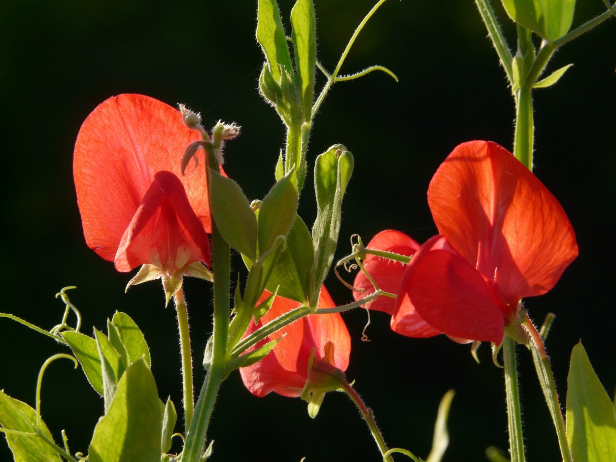 Мотыльковое растение Вика
