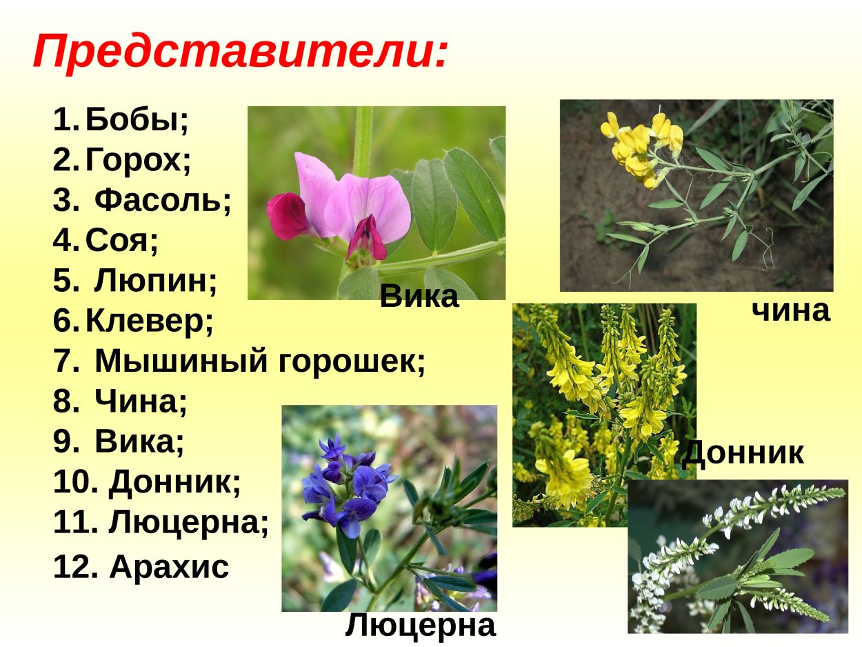 Цветок семейства бобовые - 67 фото