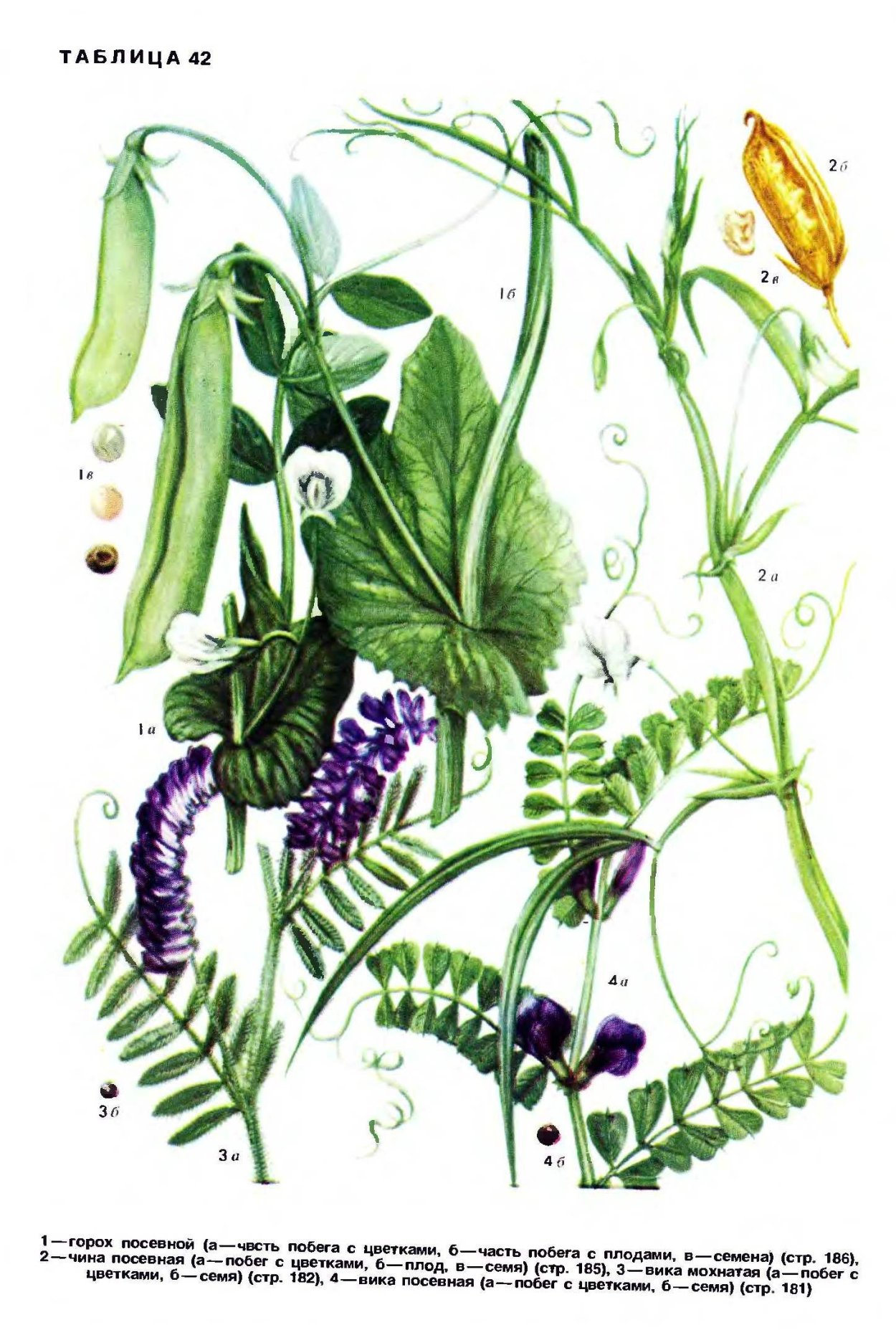 Плод гороха полевого