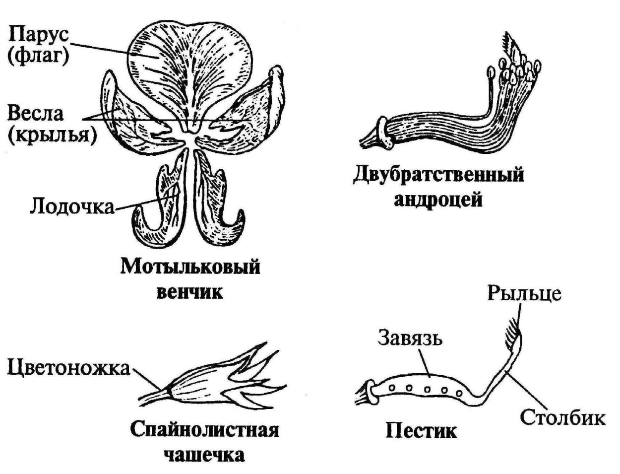 Формула и диаграмма цветка гороха посевного
