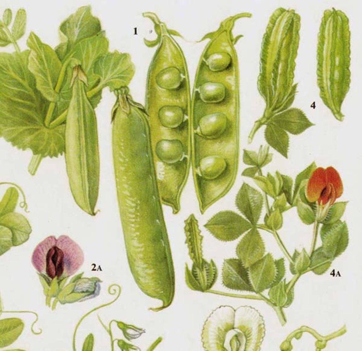 Зелёный горошек Botanica