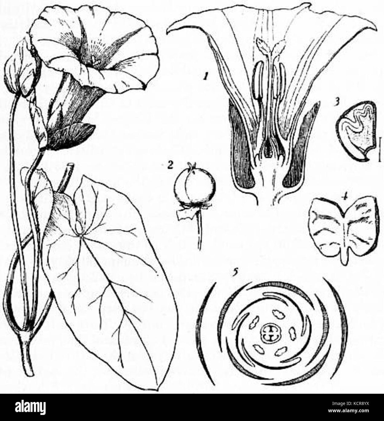 Prunoideae гинецей