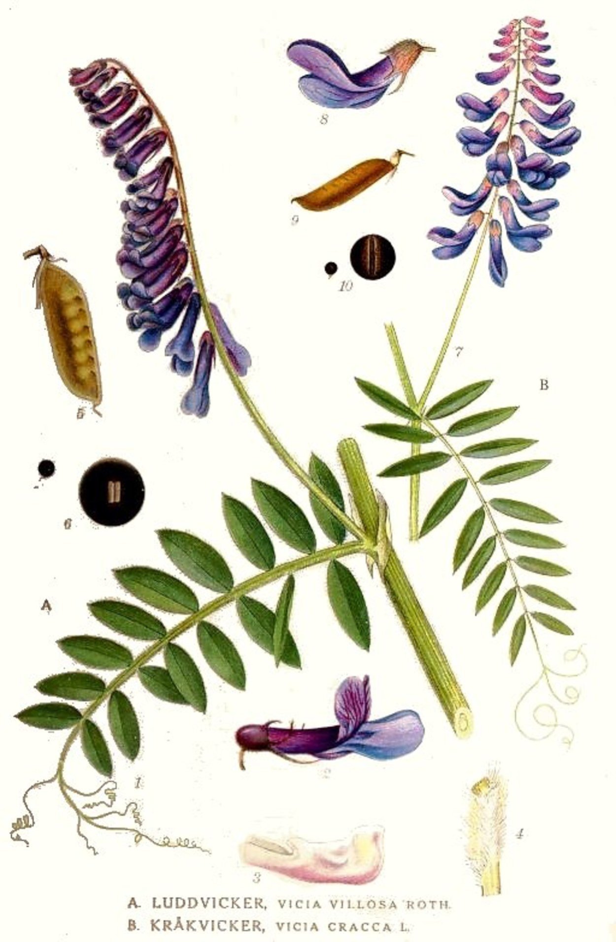 Горошек мышиный (Vicia cracca)