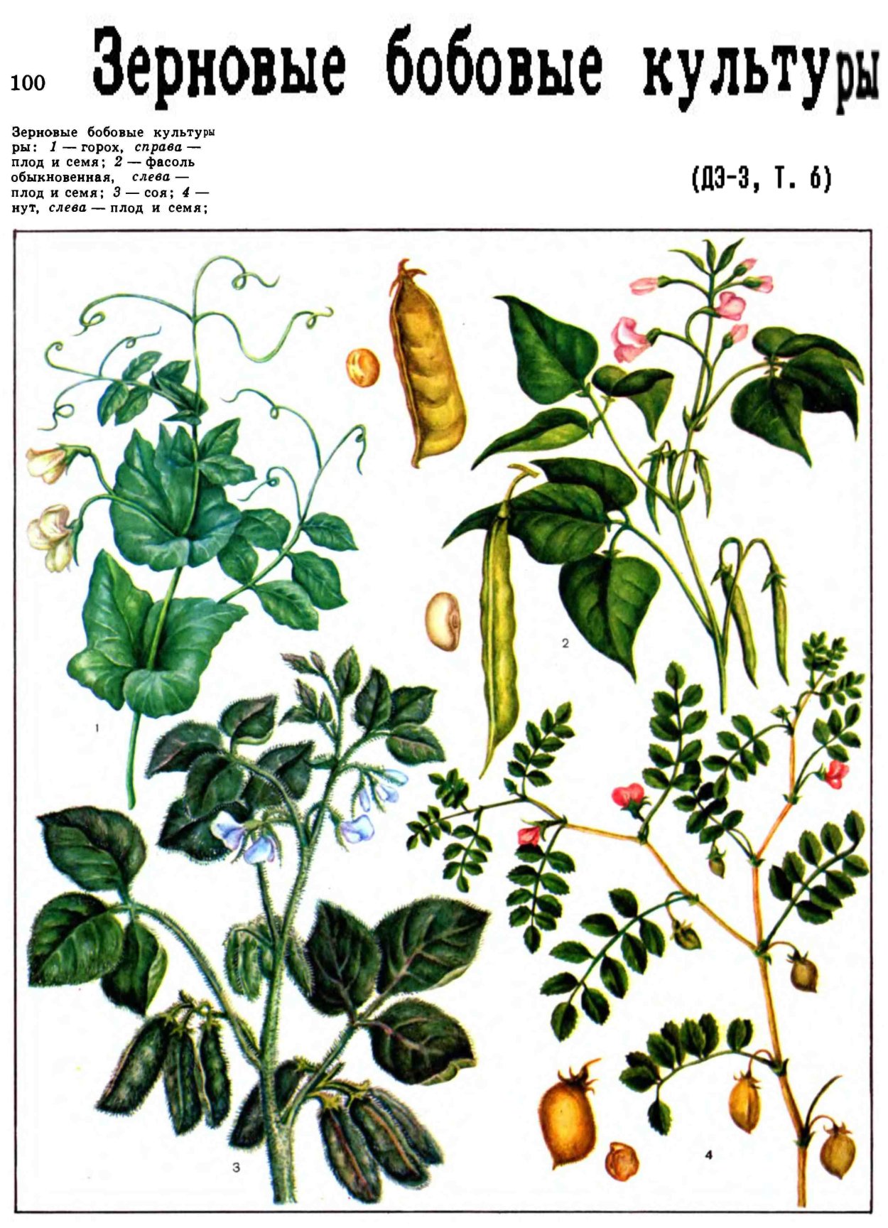 Плод гороха полевого