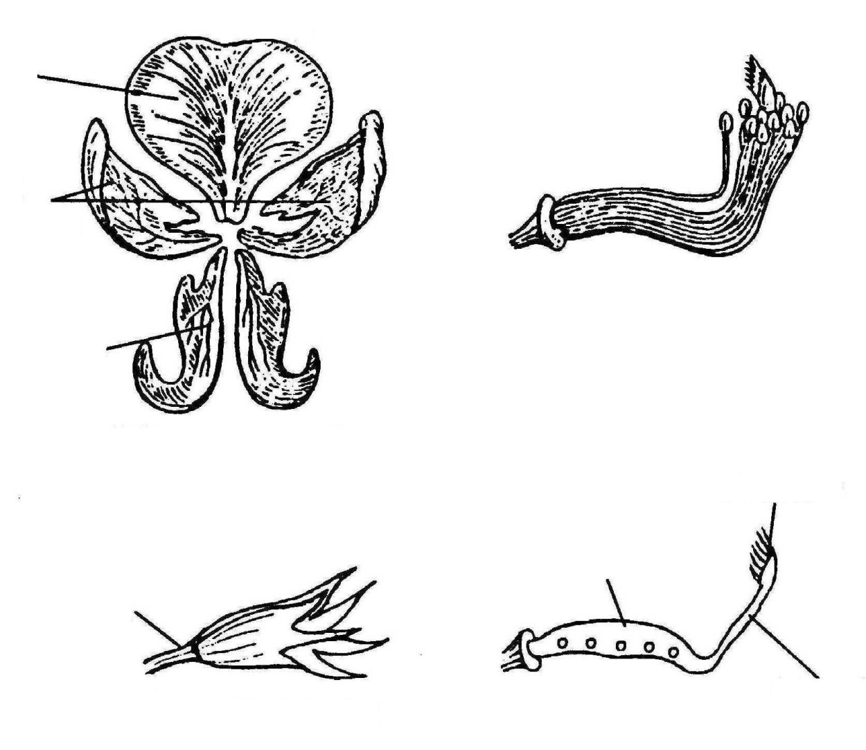 Трава чина черная