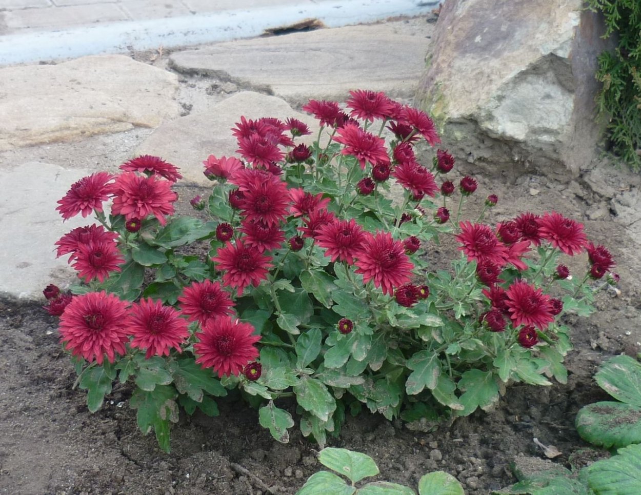 Хризантема Червона Калина