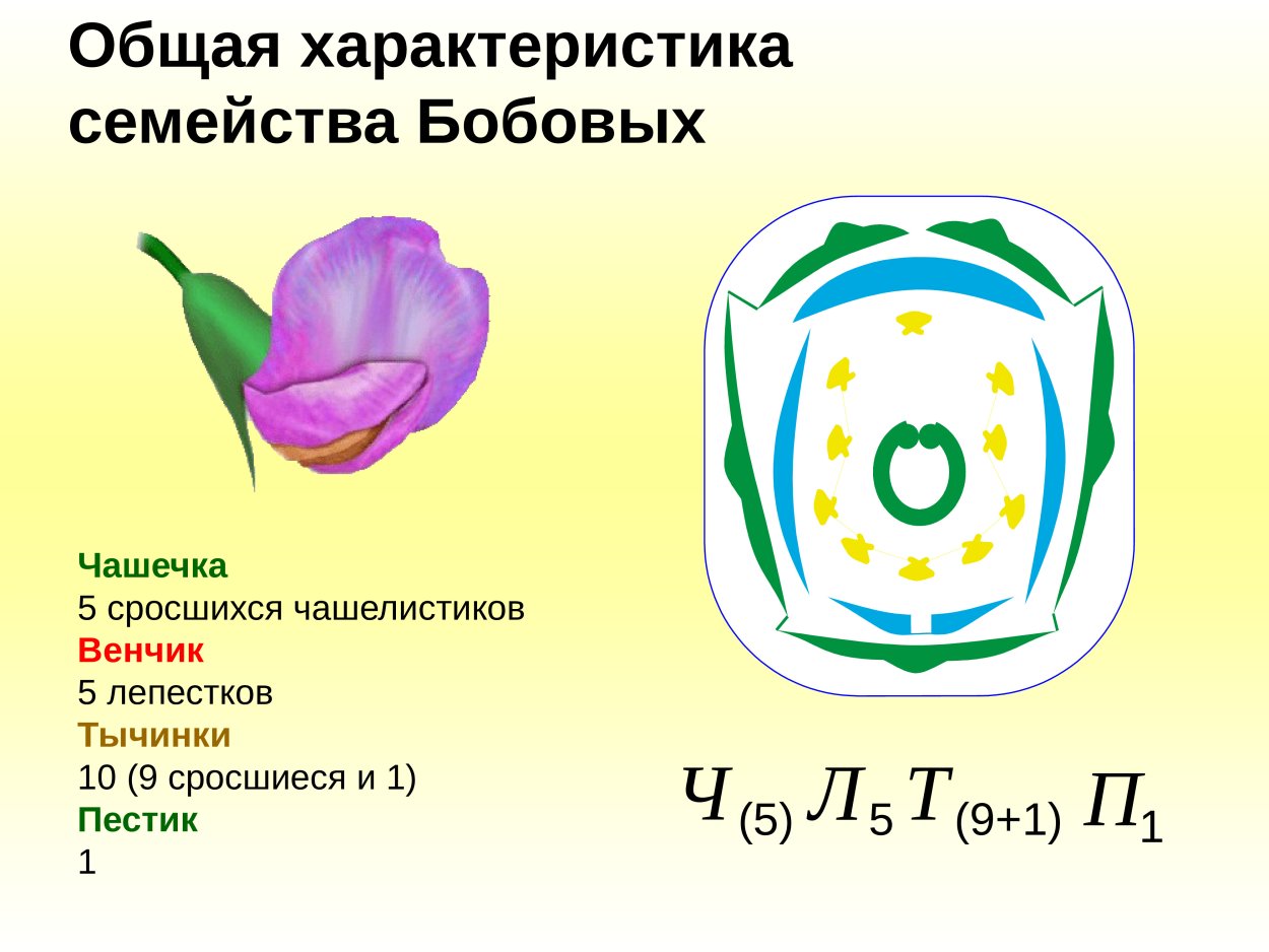 Чина душистый горошек