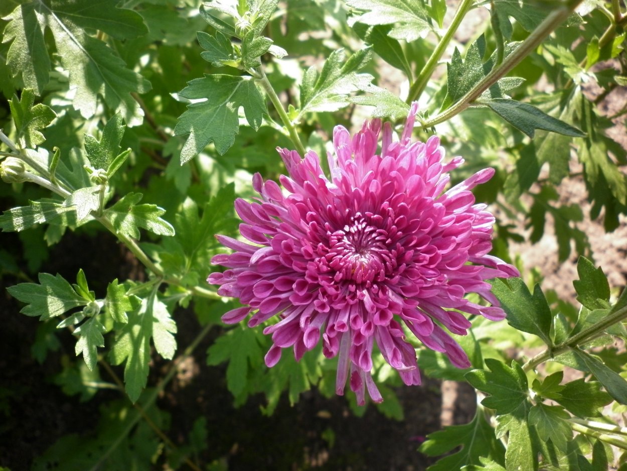 Хризантема Хризантема Gustav