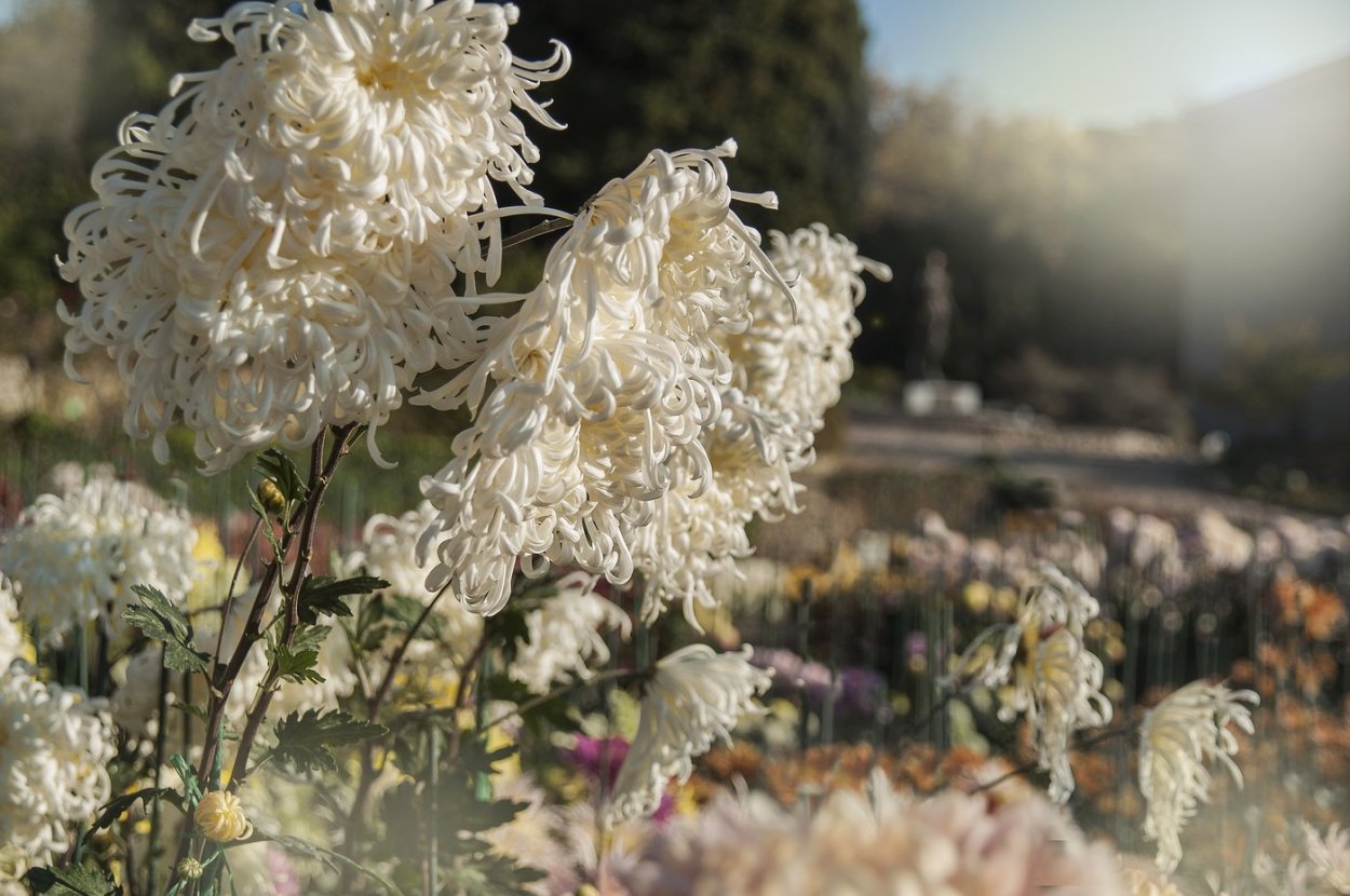 Корейская Хризантема Гомпи пурпул