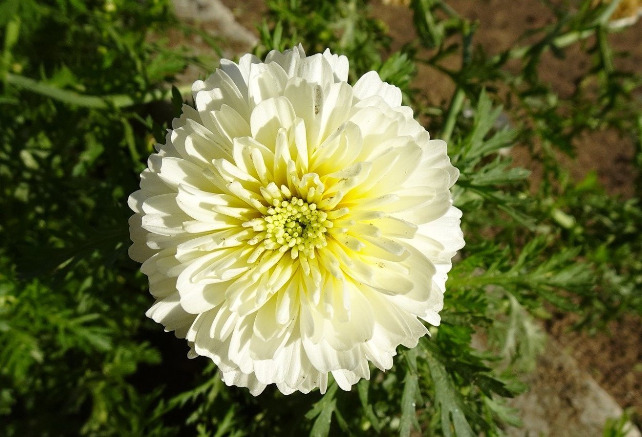 Хризантема корейская гуси лебеди