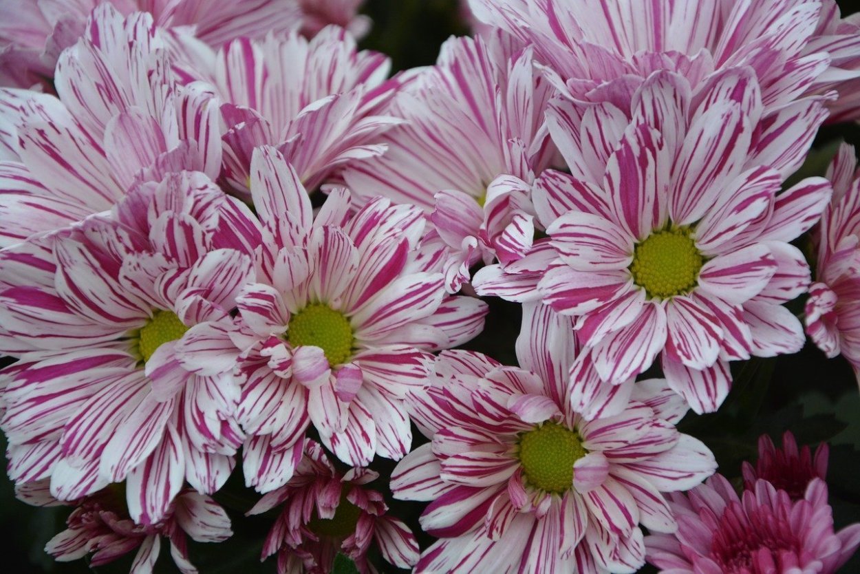 Хризантема одноголовая Бальтазар