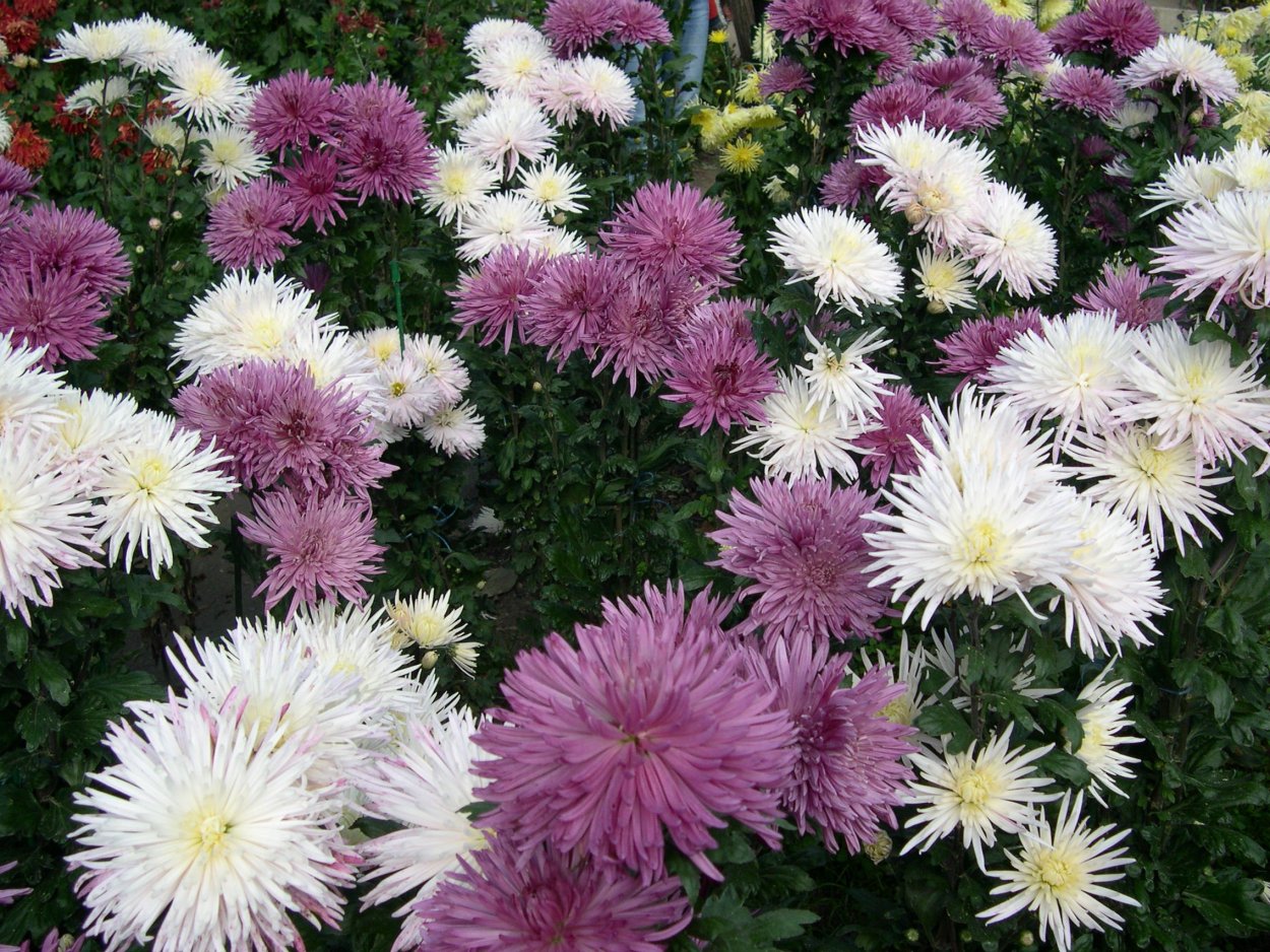 Композиция из одуванчиков