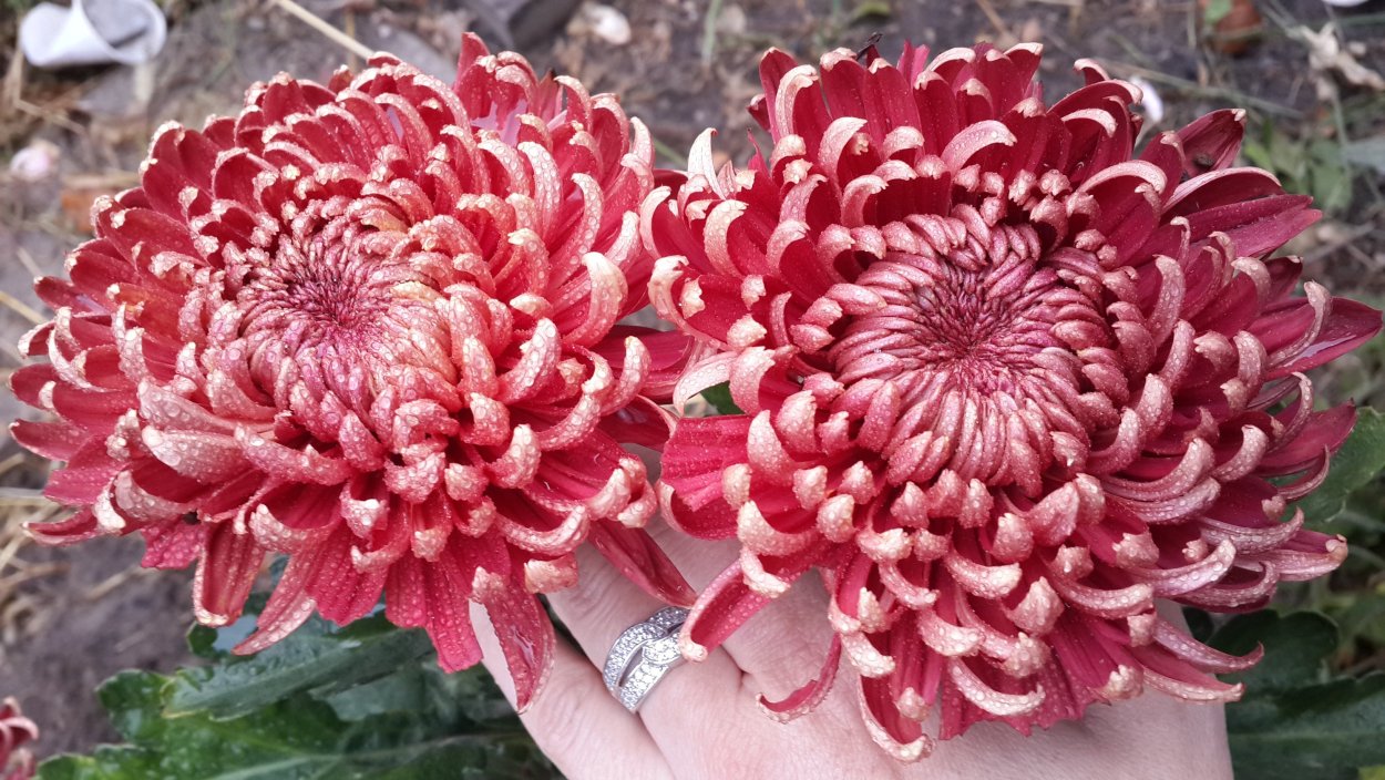 Хризантема яичница