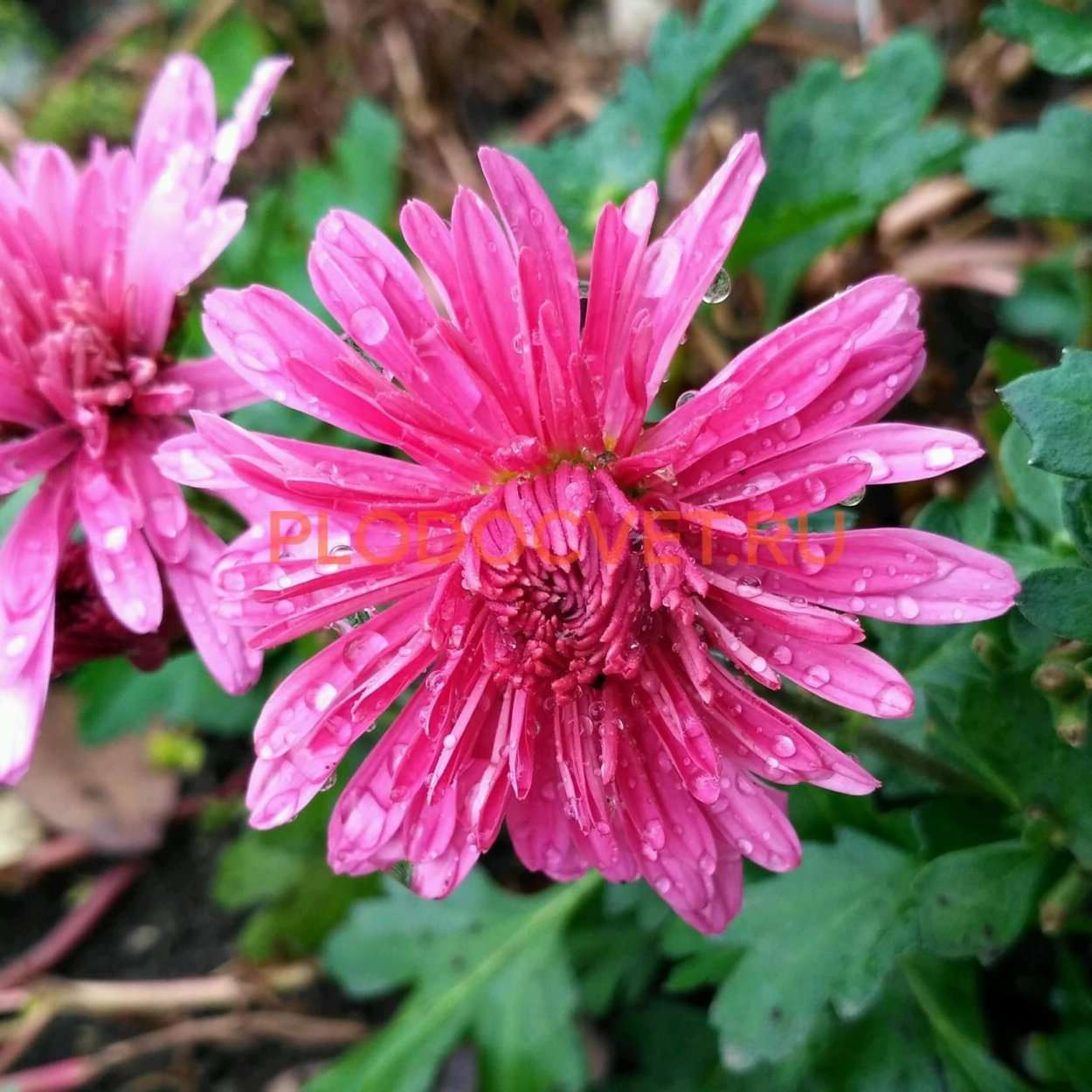 Хризантема корейская Алекси