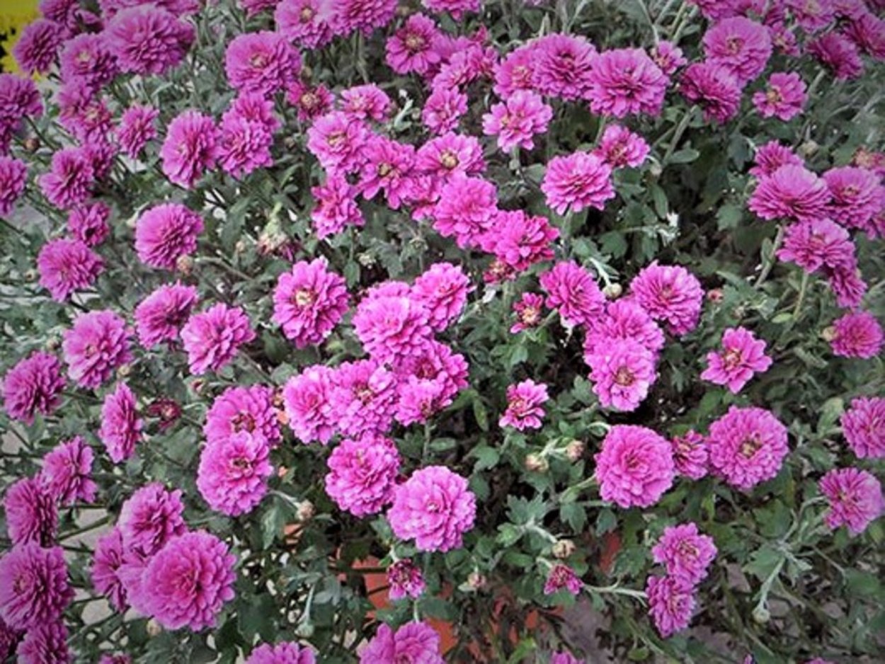 Хризантема Gilbert Leigh Silver