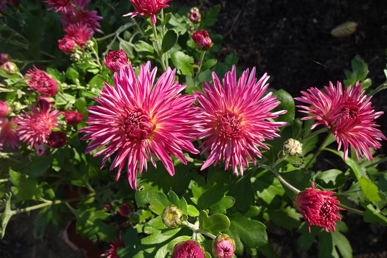 Брюнетка с цветами со спины