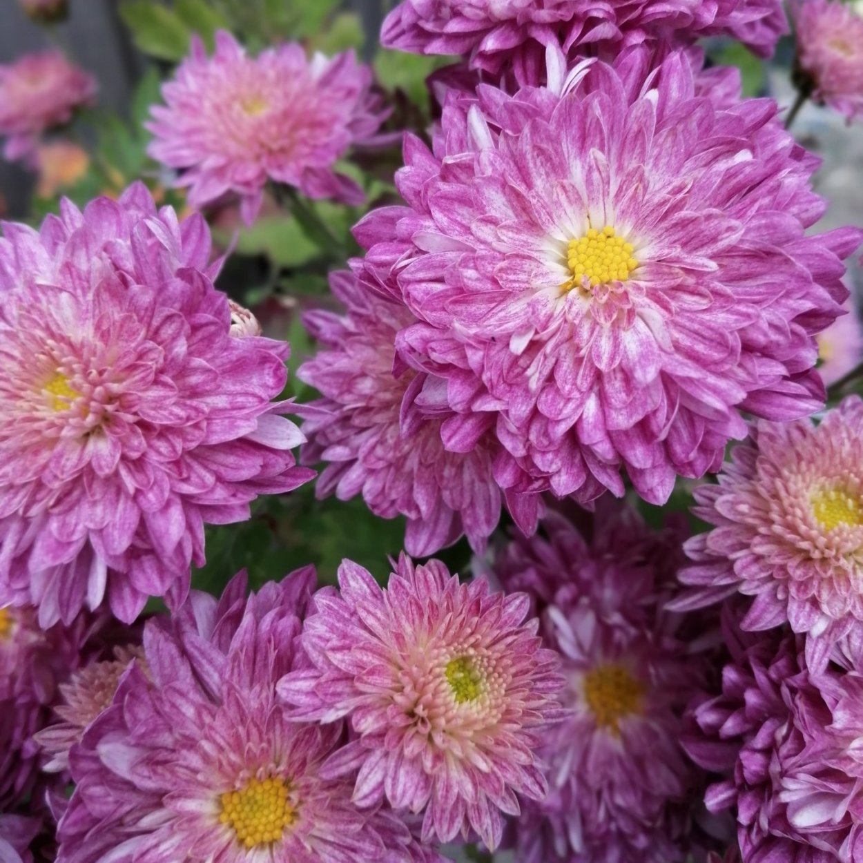 Хризантема индийская Фуджи бронз